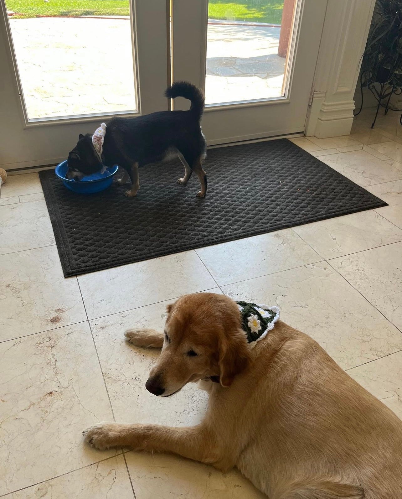 Daisy Dog Bandana